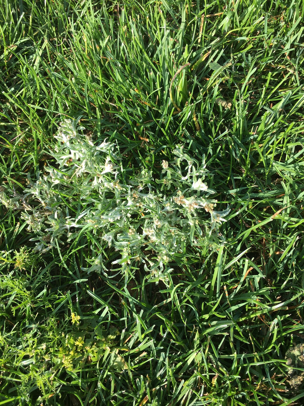Grasfläche mit silbergrüner Pflanze im Garten.