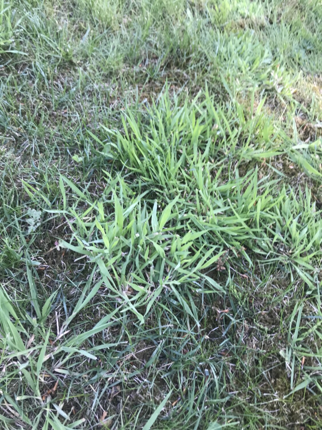Grasbüschel im grünen Gartenboden, Nahaufnahme