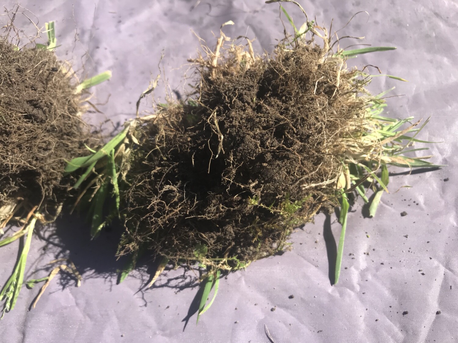 Graswurzelballen mit Erde und feinen Wurzeln auf Gartenboden