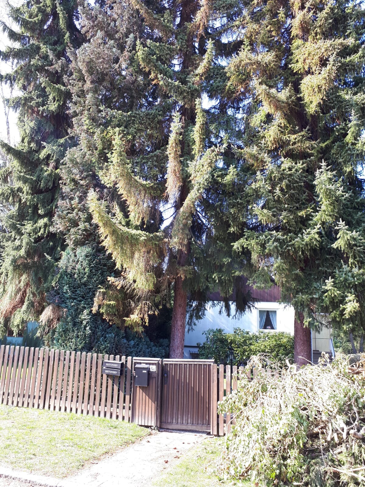 Gartenansicht mit hohen Kiefern, Holz-Zaun und Tor vor einem Haus