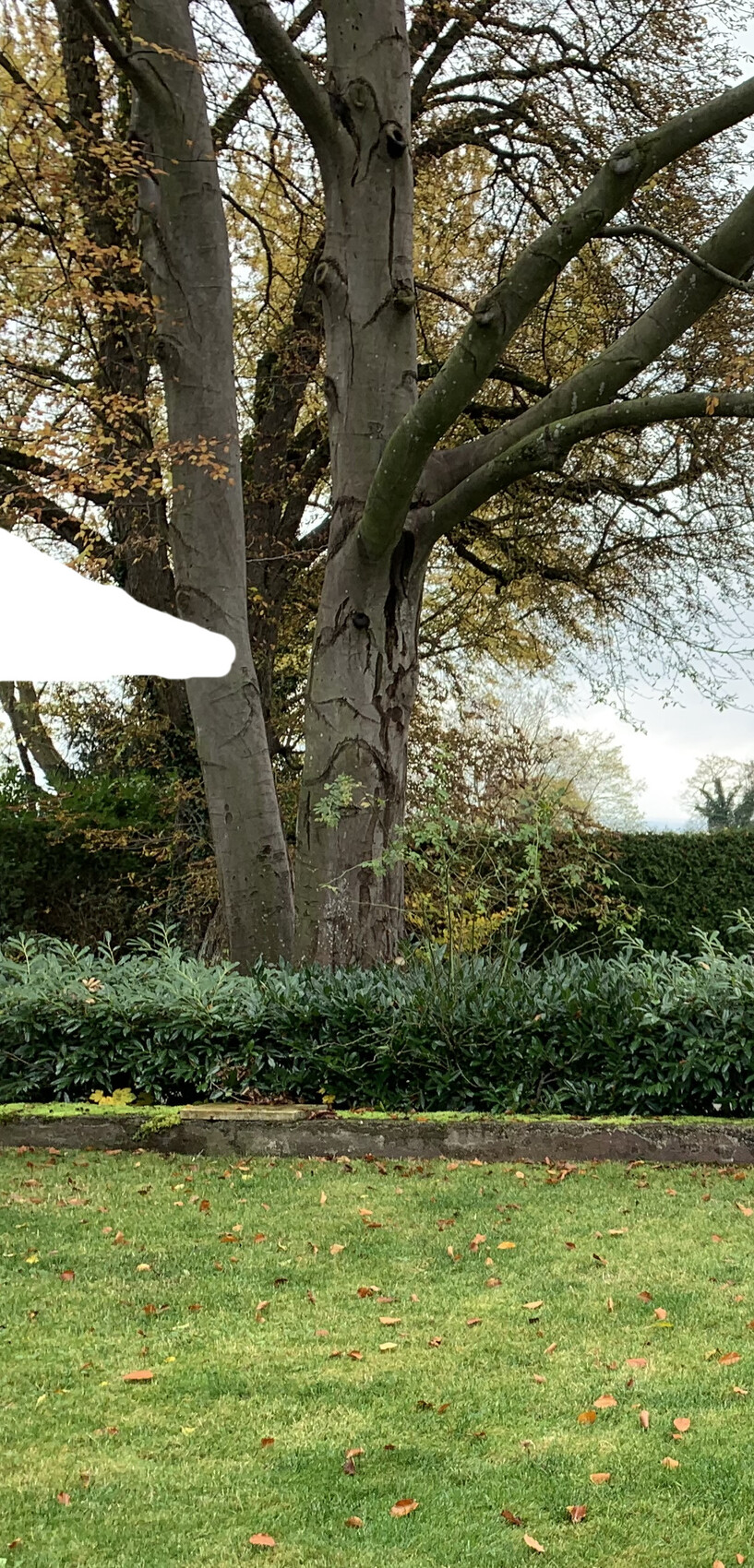 Großer Baum mit mehreren Stämmen hinter grüner Hecke, Herbstlaub auf der Wiese.
