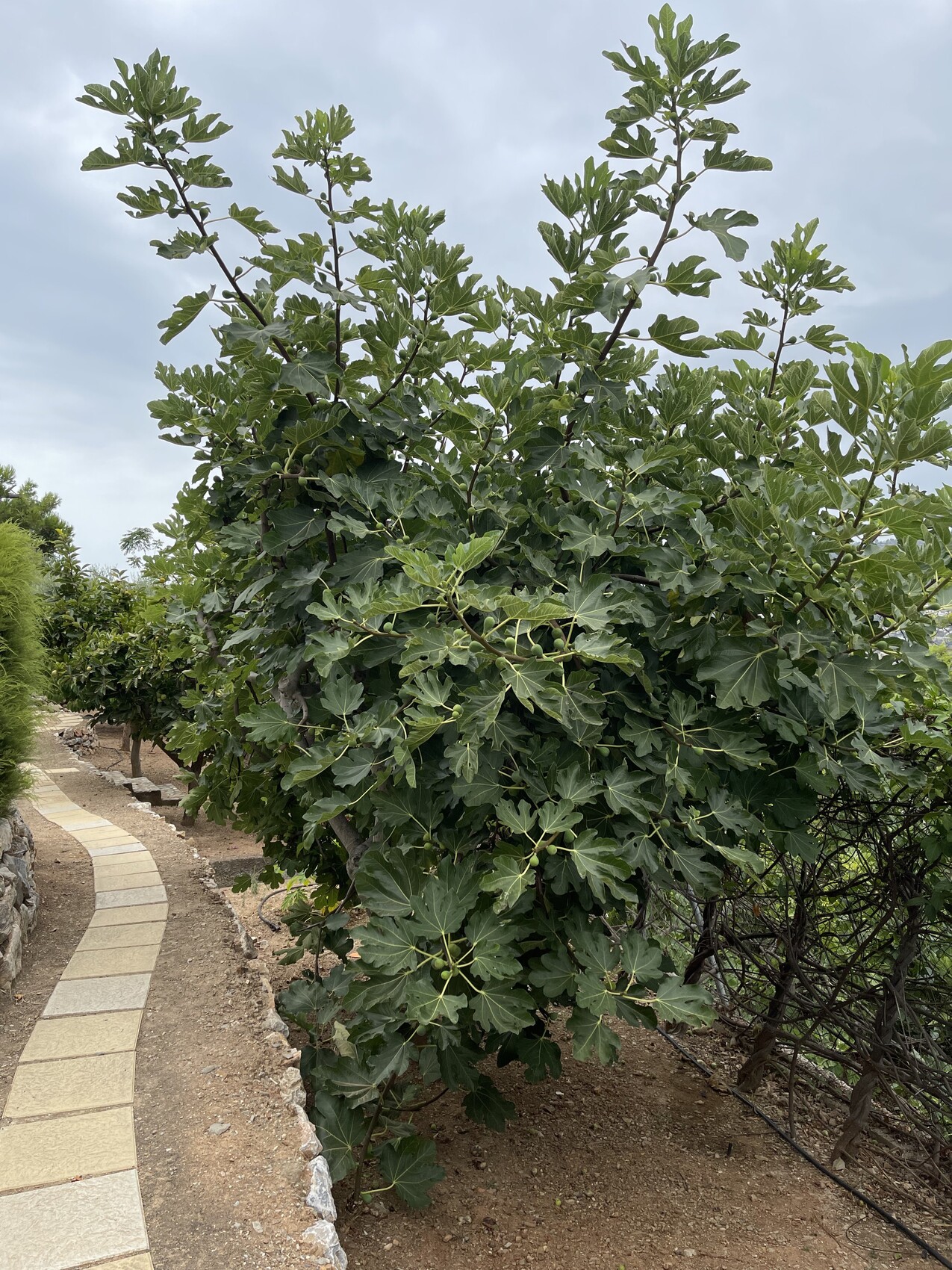 Feigenbaum mit großen, tief gelappten Blättern neben einem gepflasterten Gartenweg