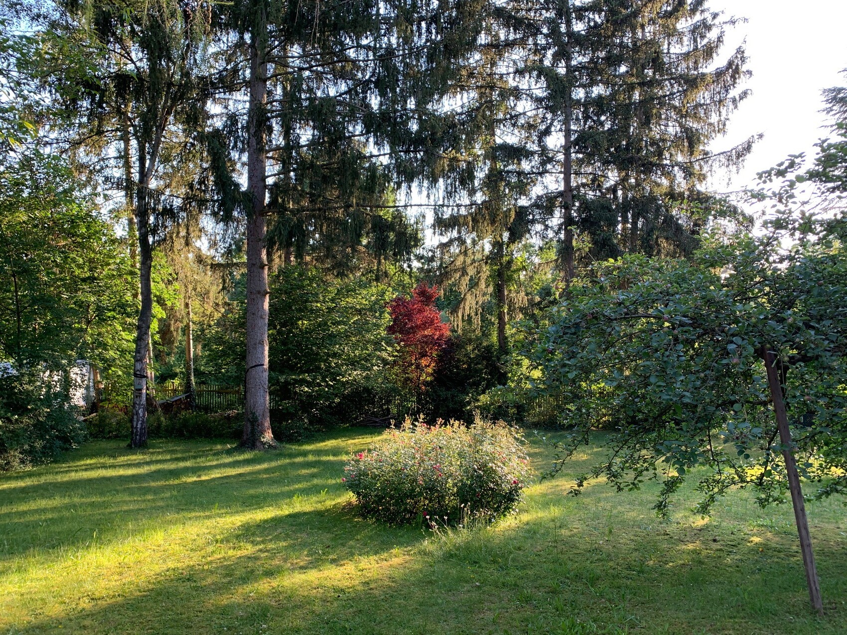 Garten mit grünem Rasen, hohen Tannen im Hintergrund, roter Busch in der Mitte, rosa Blüten.