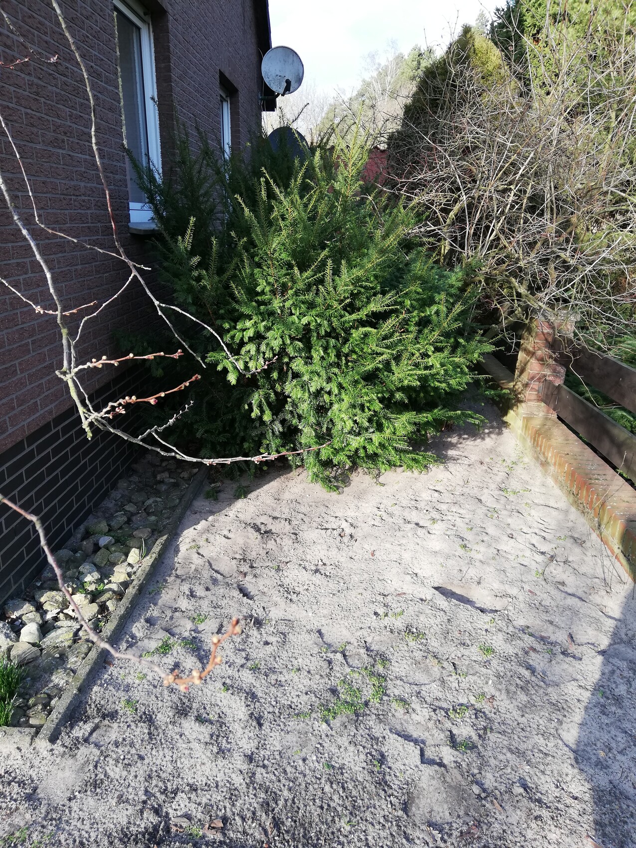Groesser Gruener Strauch ragt vor der Hauswand in einem unbefestigten Vorhofbereich hinein.