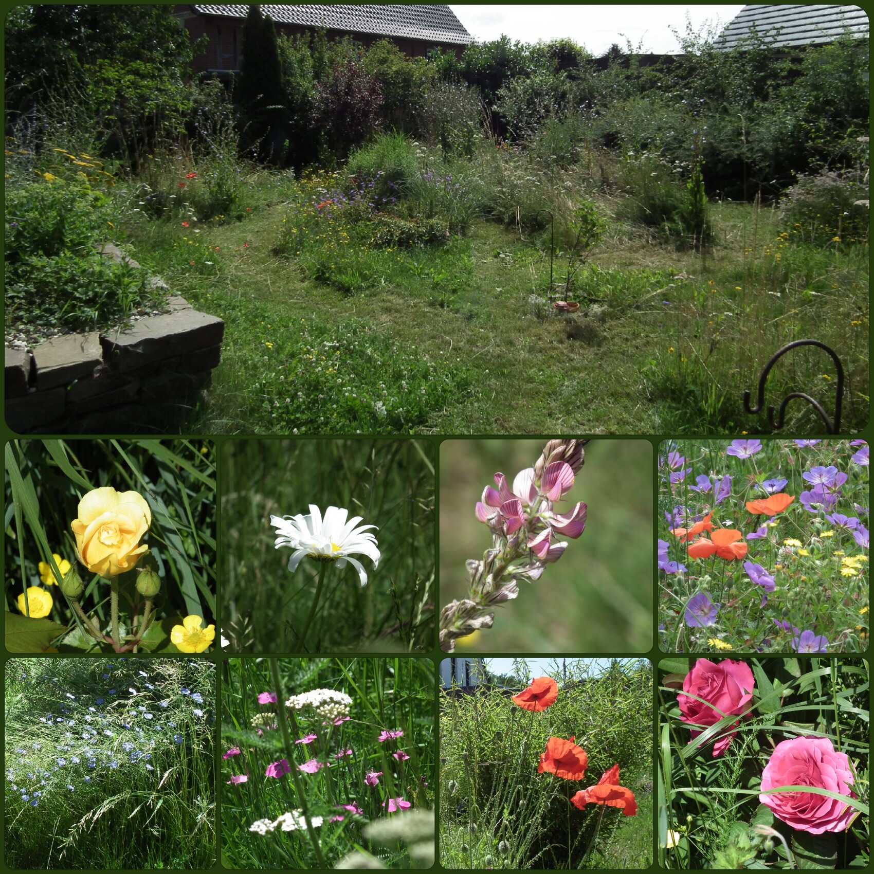 Großer Garten mit wilden Blumen; Collage aus Nahaufnahmen gelber, weißer, roter Blüten.