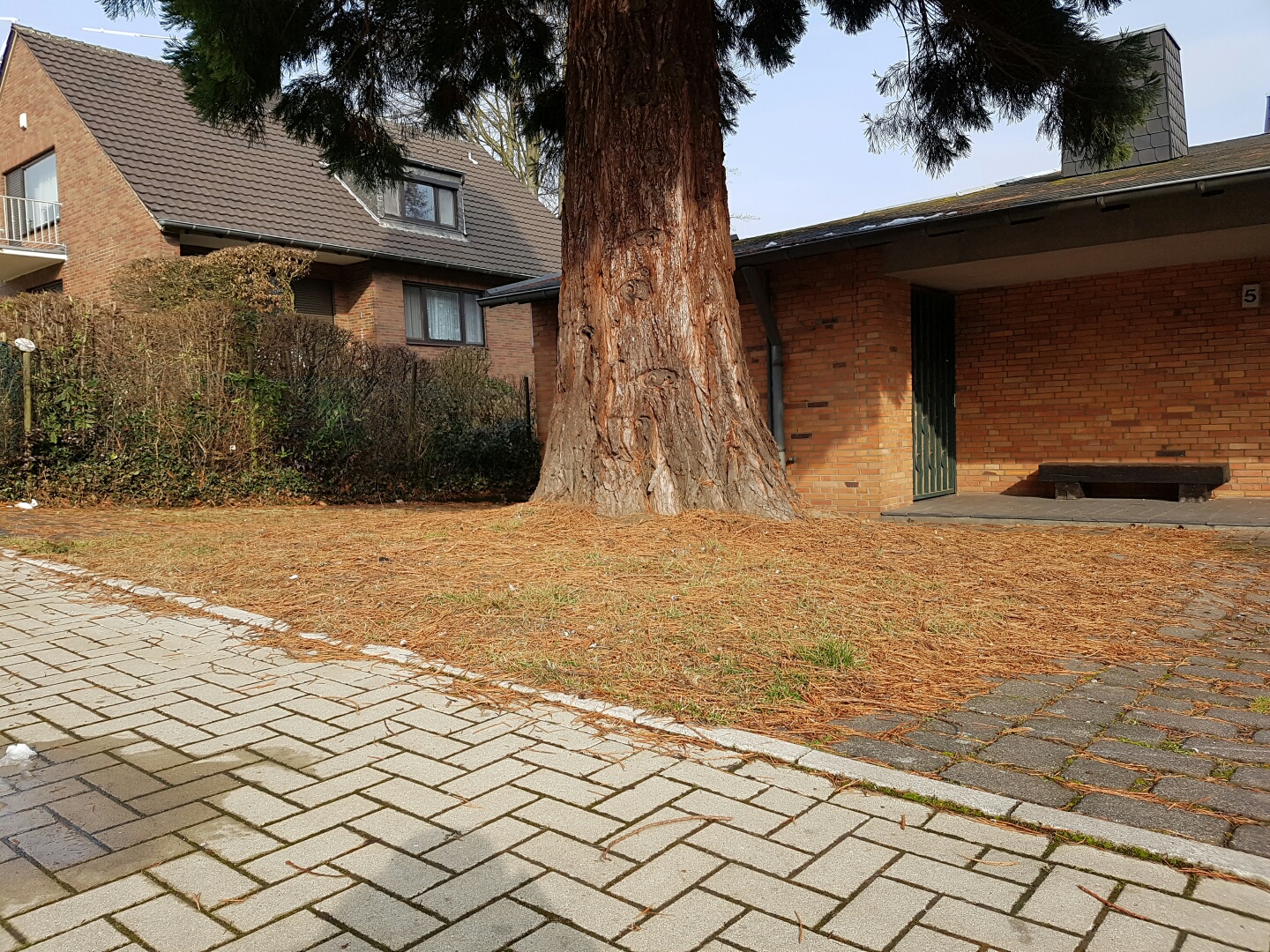 groser-baum-im-vorgarten-vor-dem-haus-einfahrt-pflasterweg.jpg