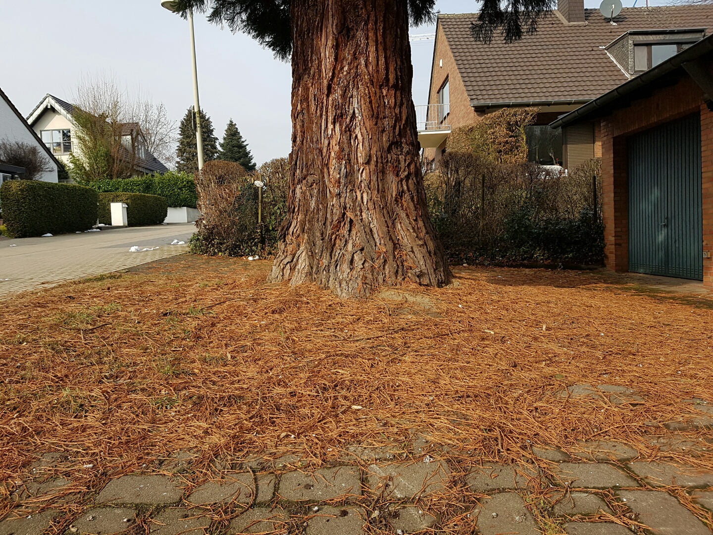 groser-baum-im-vorhof-einer-wohngegend-mit-haeusern.jpg
