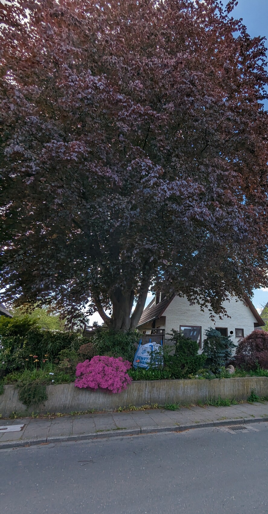 Großer Baum mit purpurfarbener Krone über Vorgarten; rosa Azaleen vor dem Haus.