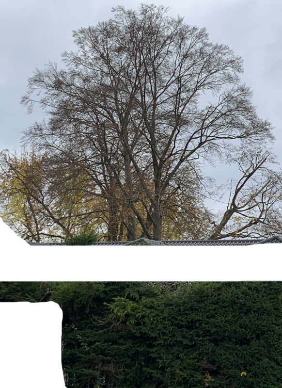 grosse-buche-auf-neubaugrundstueck-abstand-haus-zu-baum-448531-1.jpg