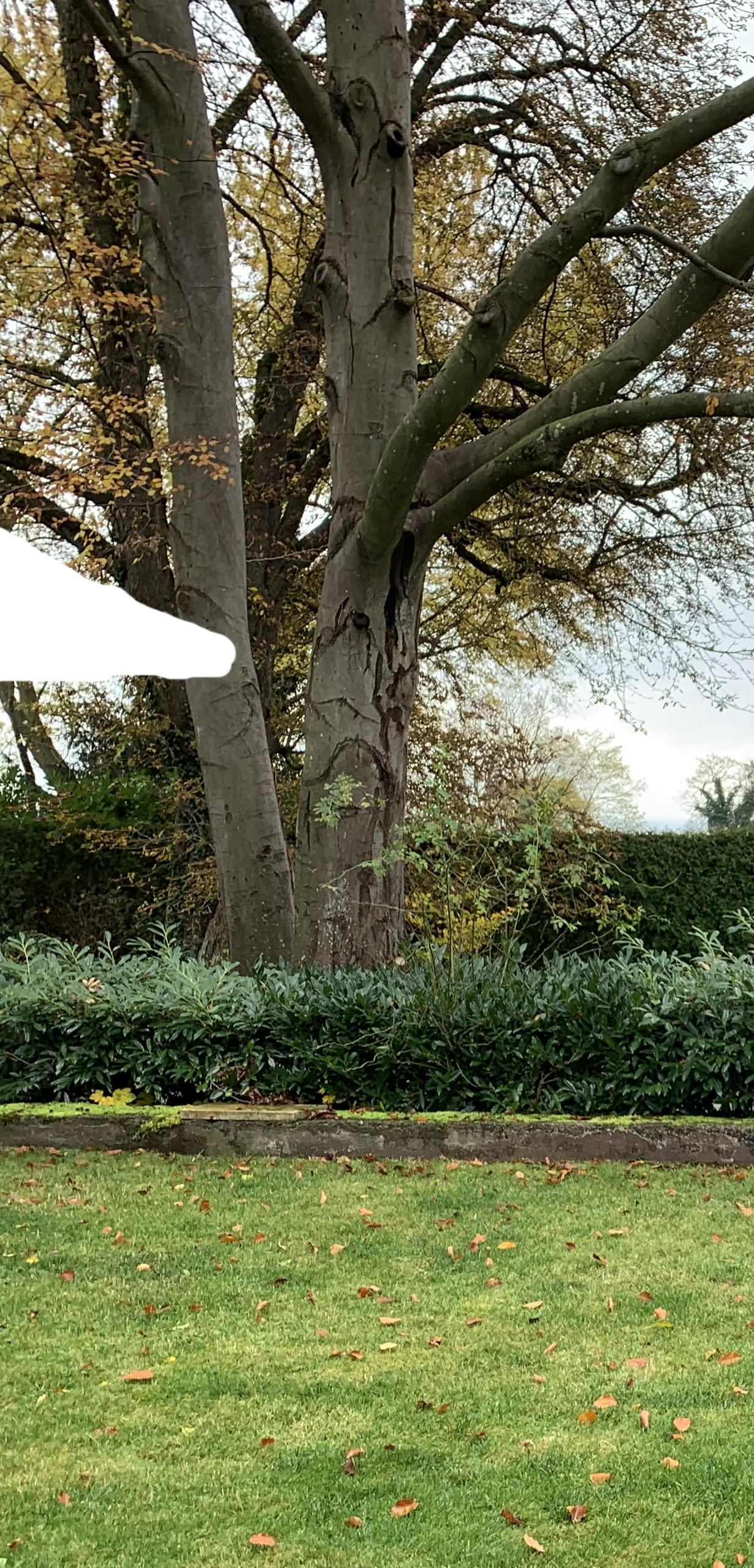 grosse-buche-auf-neubaugrundstueck-abstand-haus-zu-baum-448531-2.jpg