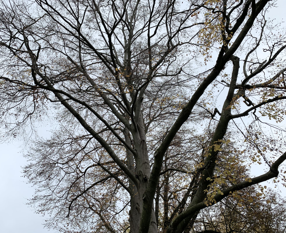 grosse-buche-auf-neubaugrundstueck-abstand-haus-zu-baum-448531-3.jpg