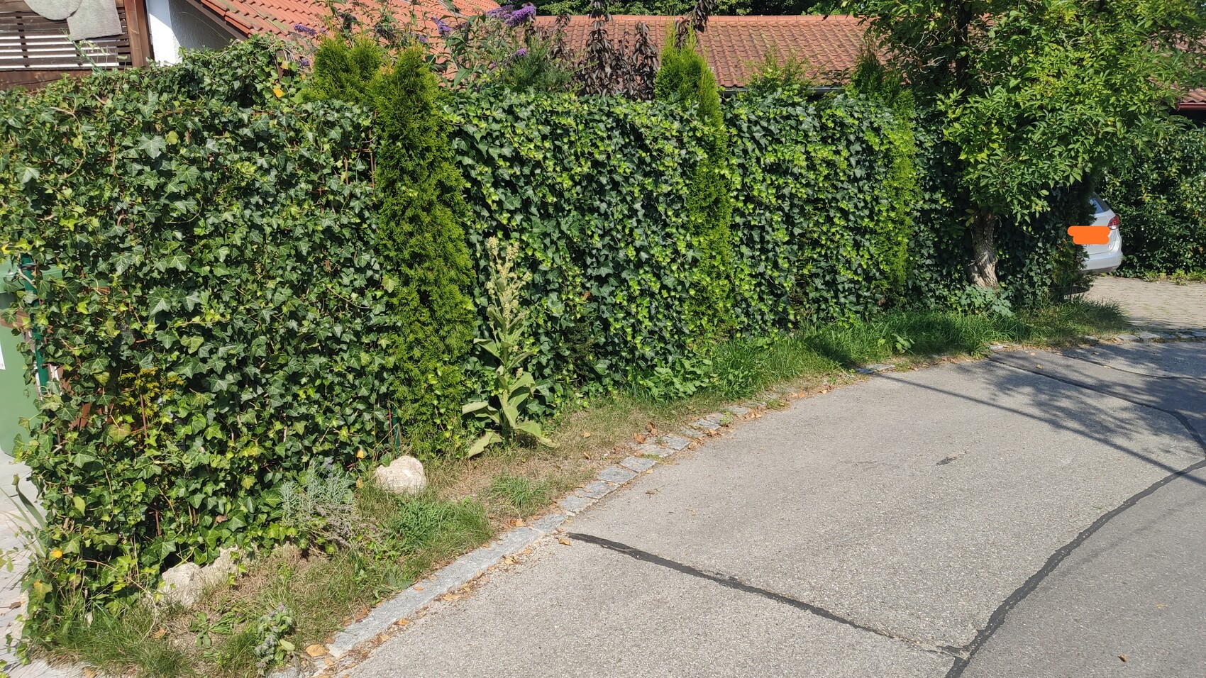 Dichte grüne Hecke aus Efeu mit schmalen konischen Bäumen, rechts geparktes Auto sichtbar.