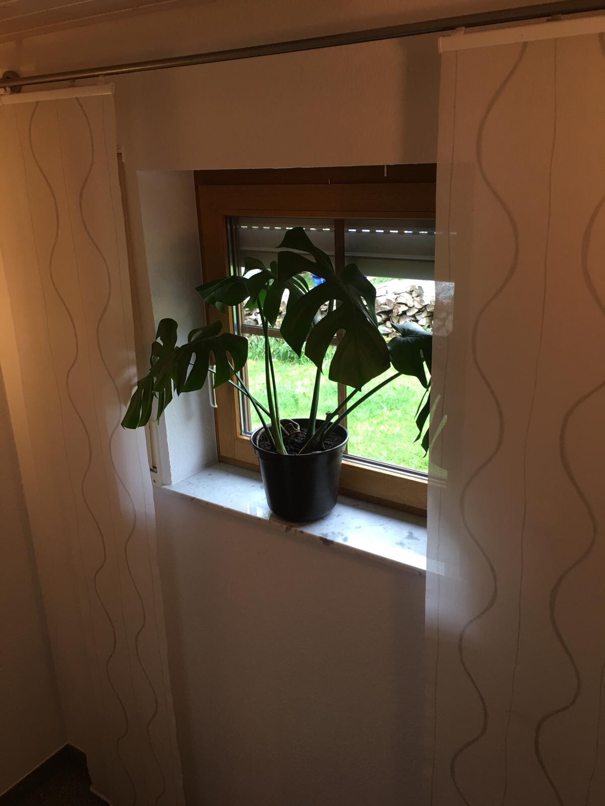 Fensterbank mit schwarzem Topf Monstera-Pflanze, grüne Blätter; Vorhänge am Fenster.