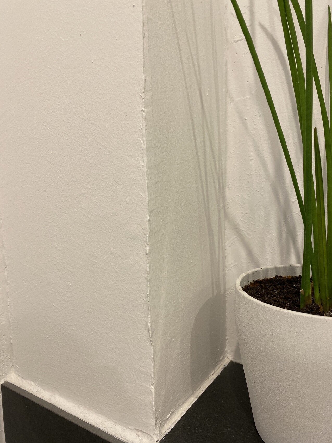 Weiße Wand-Ecke, Pflanze in weißem Topf mit langen grünen Blättern rechts im Bild