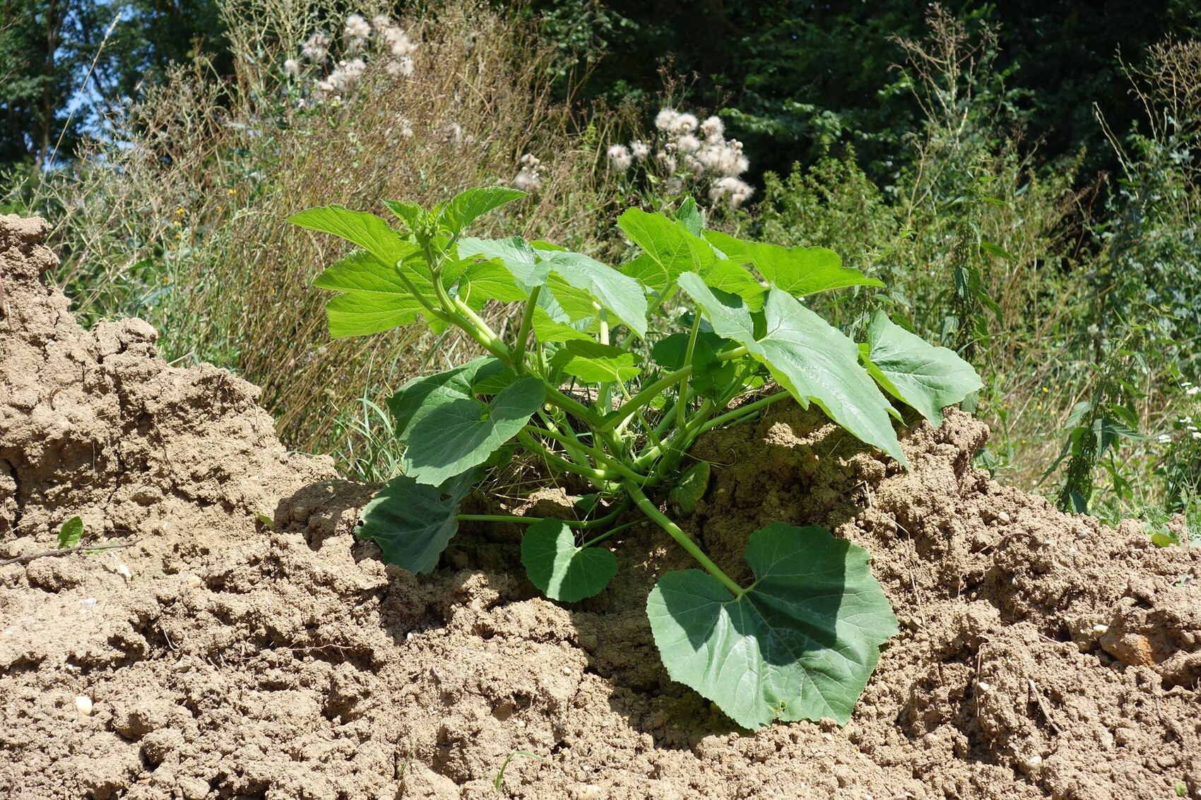 Große grüne Pflanze mit breiten Blättern wächst aus Erdhügel im Garten.