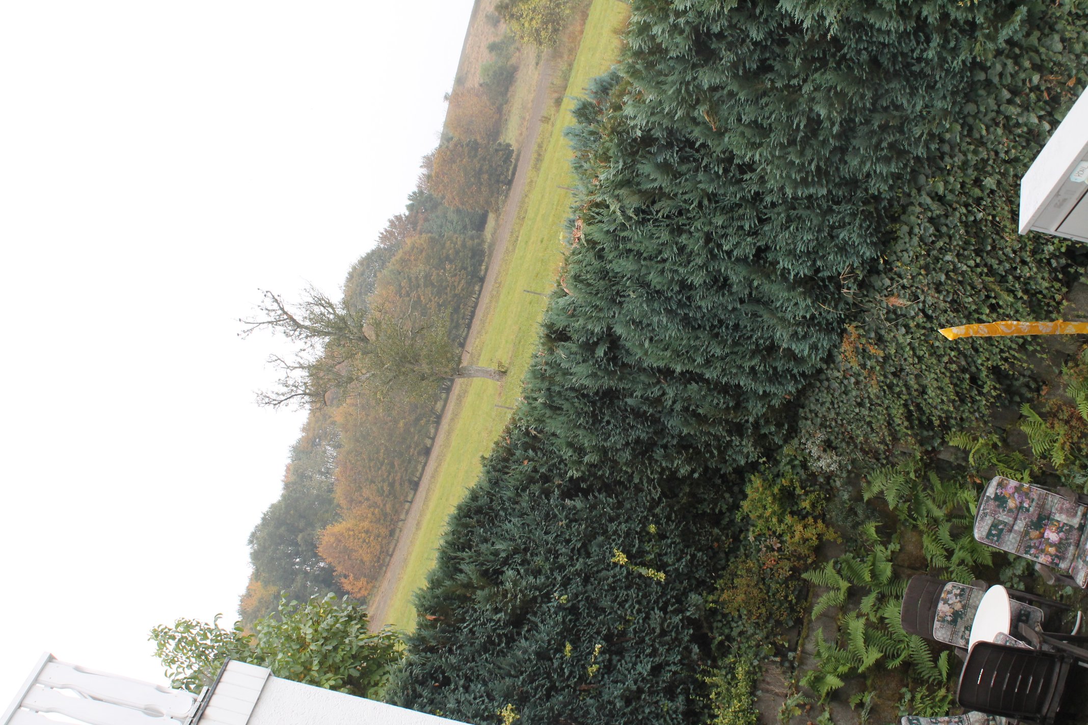 grosse-hecke-in-eigenleistung-entfernen-177568-1.jpg