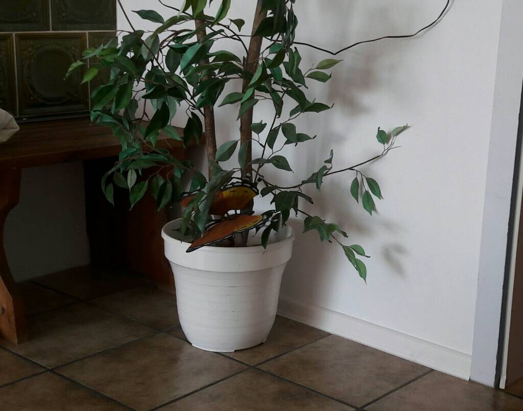 Große grüne Zimmerpflanze in weißem Topf vor weißer Wand, orange Vogel-Deko.