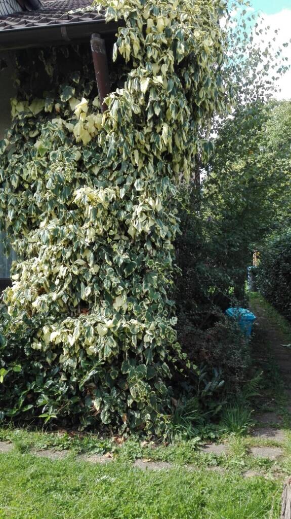 grosse-kletterpflanze-wachst-am-haus-ueber-saeule-im-garten