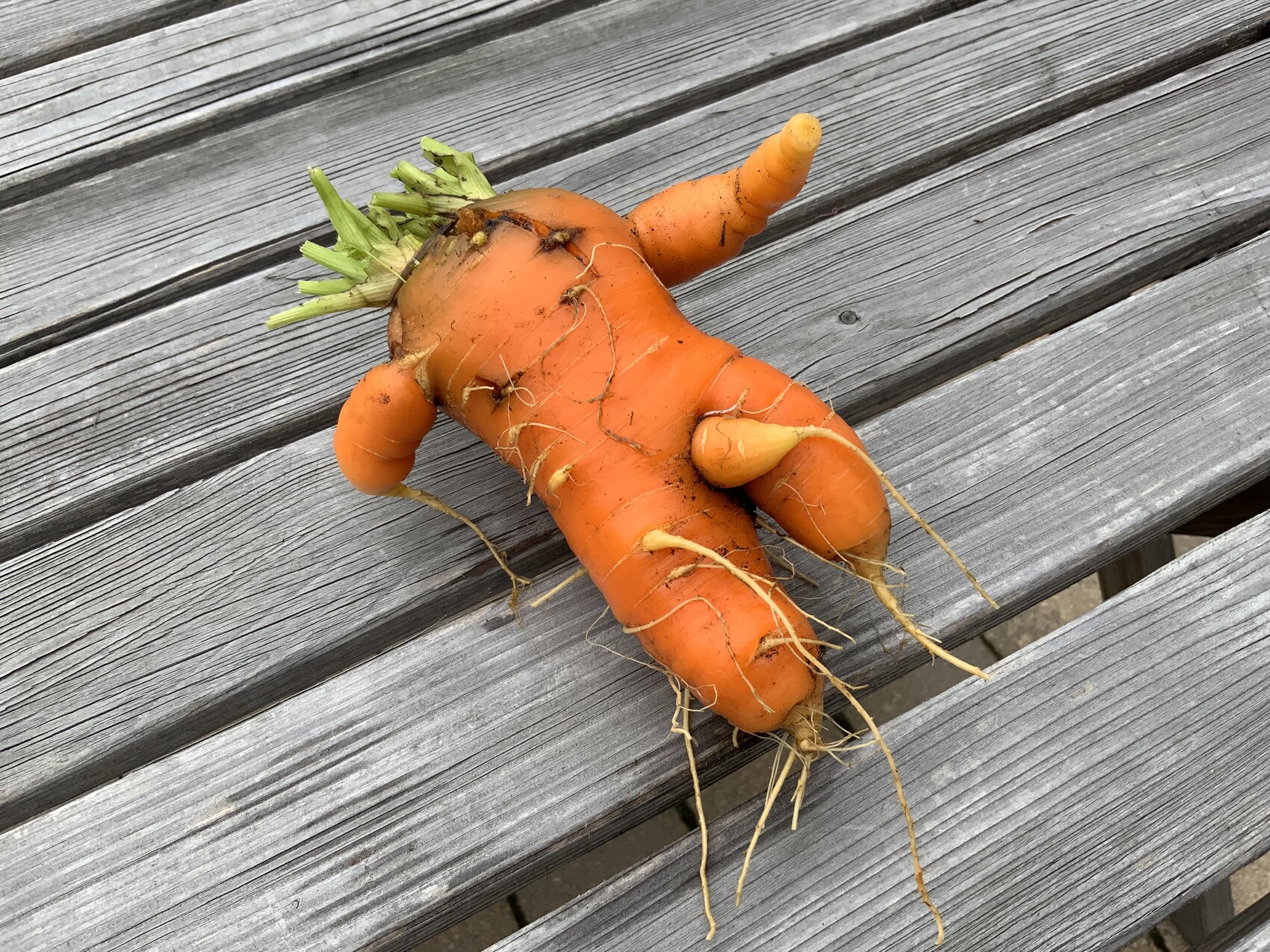 Verformte orange Karotte mit grünen Blättern, auf grauen Holzplanken liegend