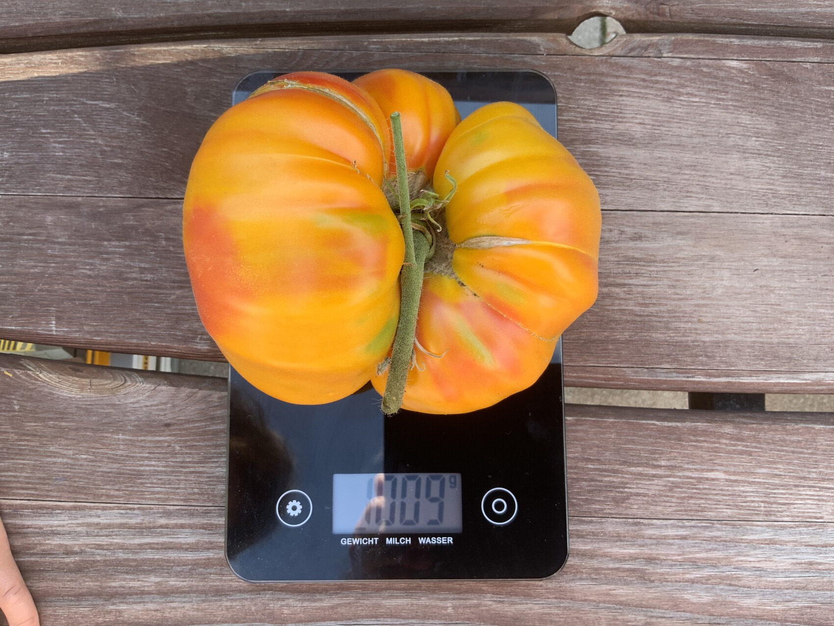 Große orange Tomate mit Gelb- und Grüntönen liegt auf einer digitalen Küchenwaage auf Holztisch.
