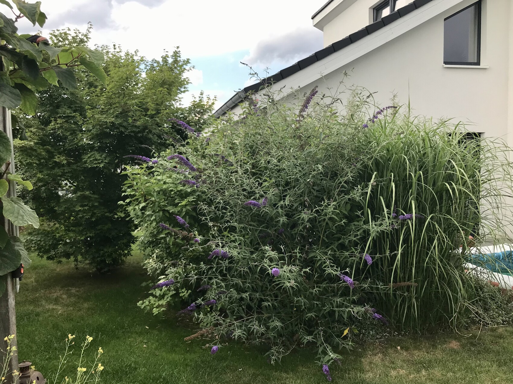 Gartenansicht: dichter Busch mit violetten Blüten neben hohen Gräsern vor hellem Haus.