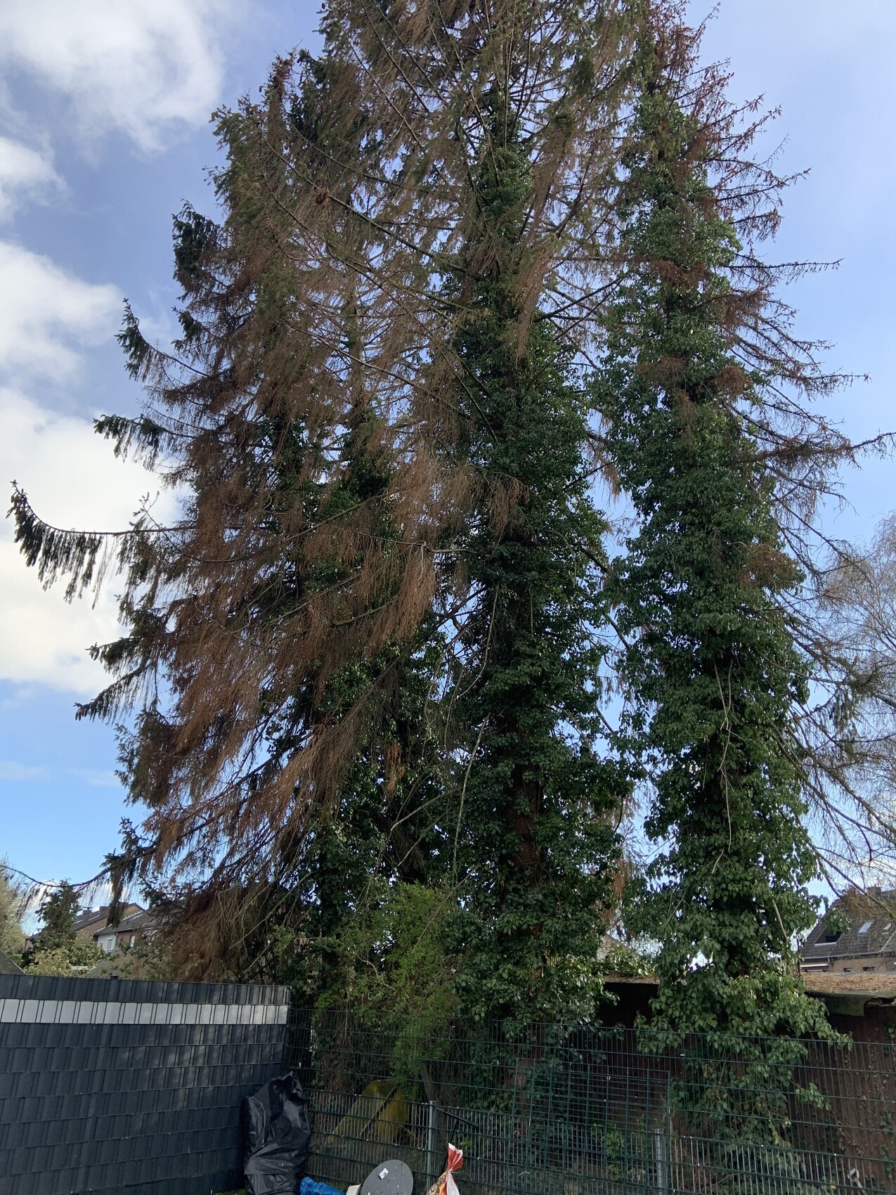 Großer Baum mit grünem Efeu-Wuchs, teils braun verfärbte Zweige; Gartenzaun im Vordergrund