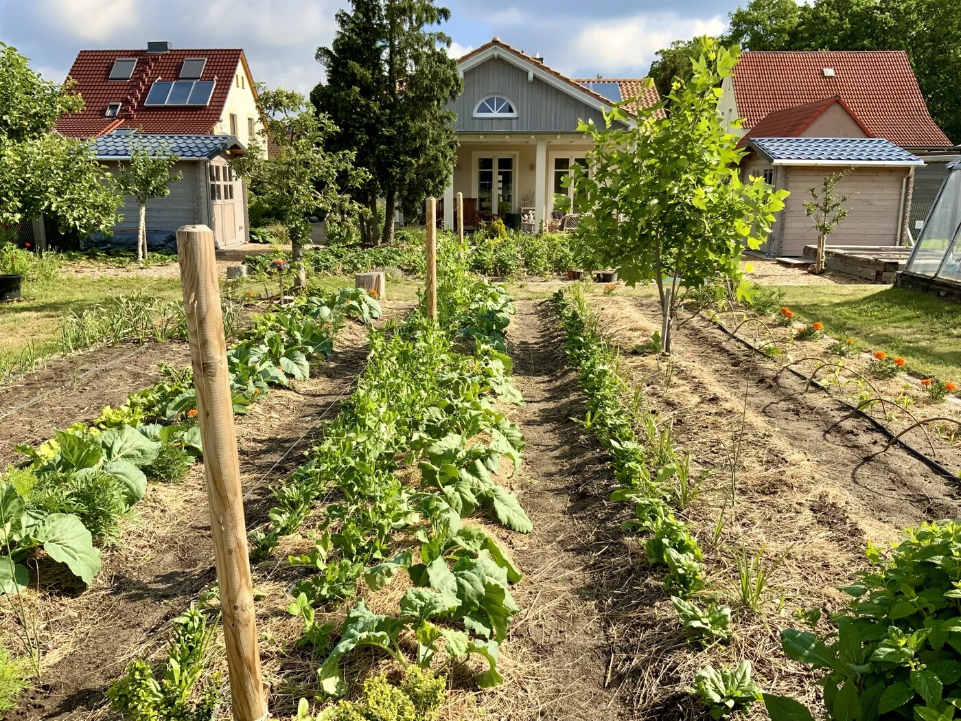 Garten mit Beetreihen, Holzpfosten, Bäumen und Wohnhäusern mit roten Dächern im Hintergrund