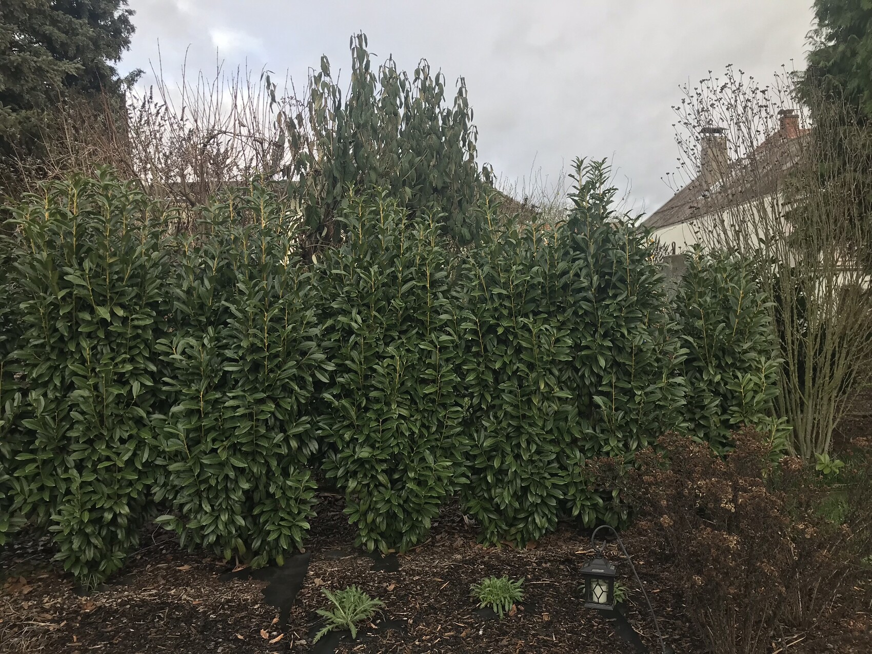 Eine dichte grüne Hecke im Garten vor einem Haus, Gartenpflanzen im Vordergrund.