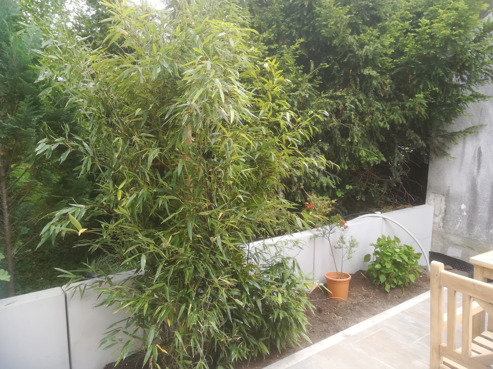 Großer Bambus im Gartenbeet, daneben Topfpflanzen und eine Holzbank.
