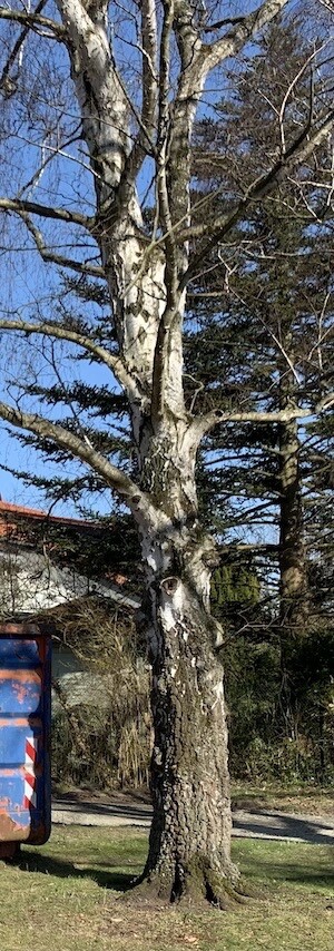 Großer Baum mit kahlen Ästen vor blauem Himmel; links steht ein blauer Müllcontainer.