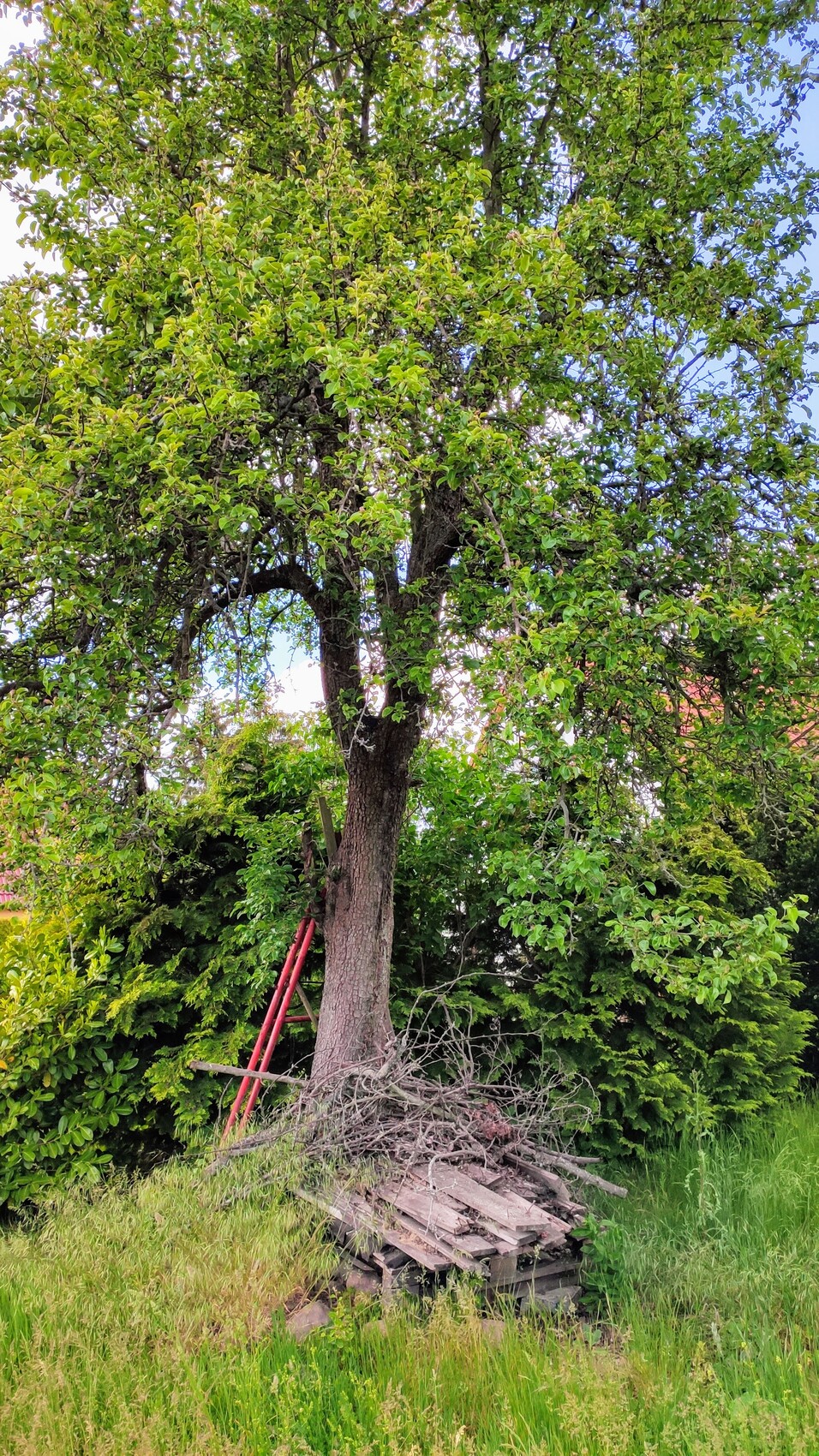 Großer Baum mit grünem Laub; rote Leiter lehnt am Stamm, daneben liegen Äste und Paletten.