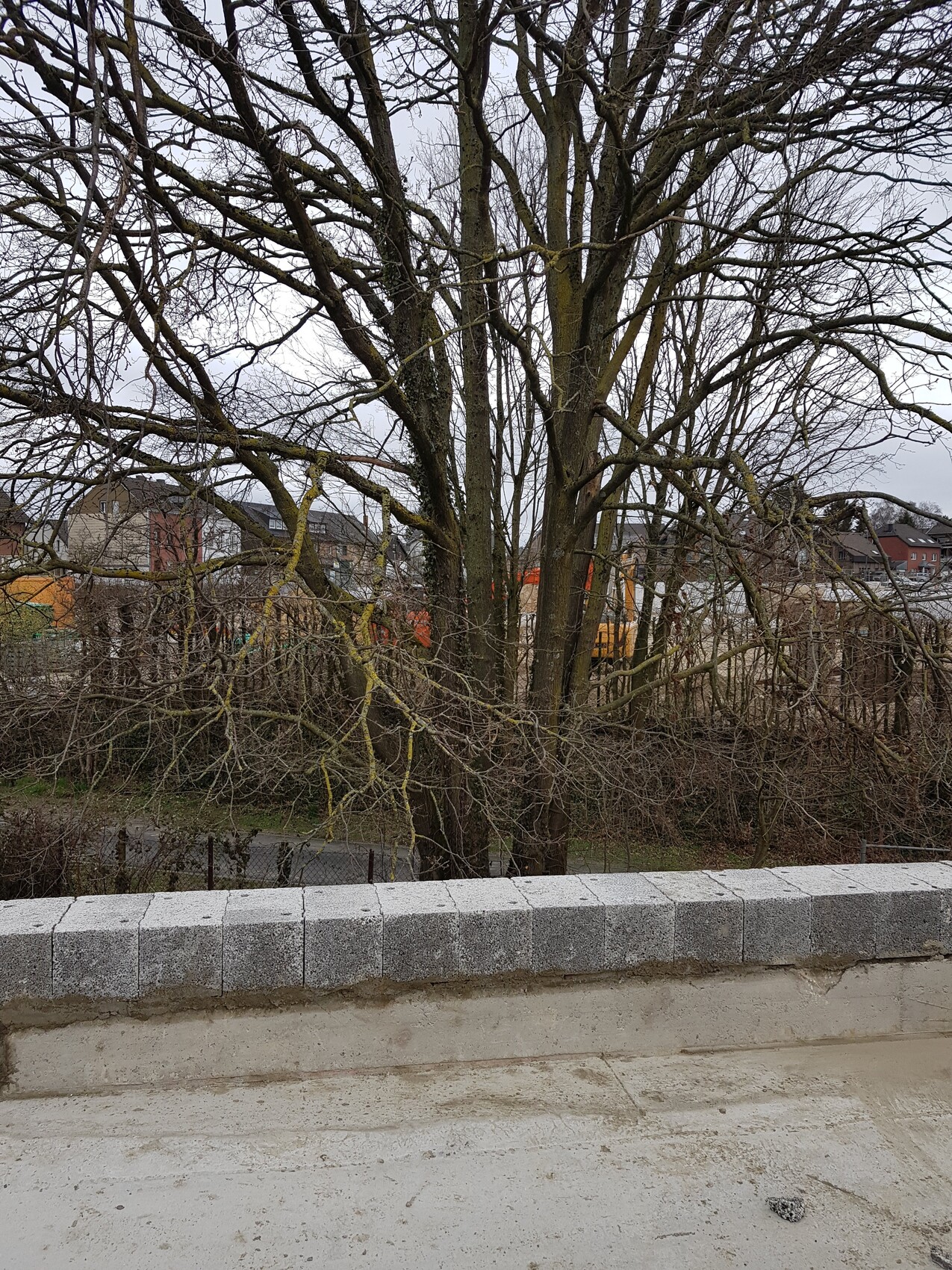 Großer Baum mit kahlen Ästen vor Betonmauer und Baustelle im Hintergrund