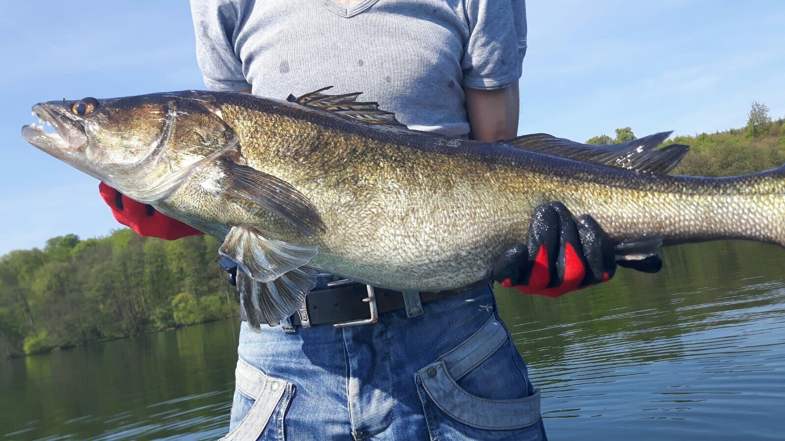 Person hält einen großen Largemouth-Bass am Seeufer; Hintergrund mit Bäumen.