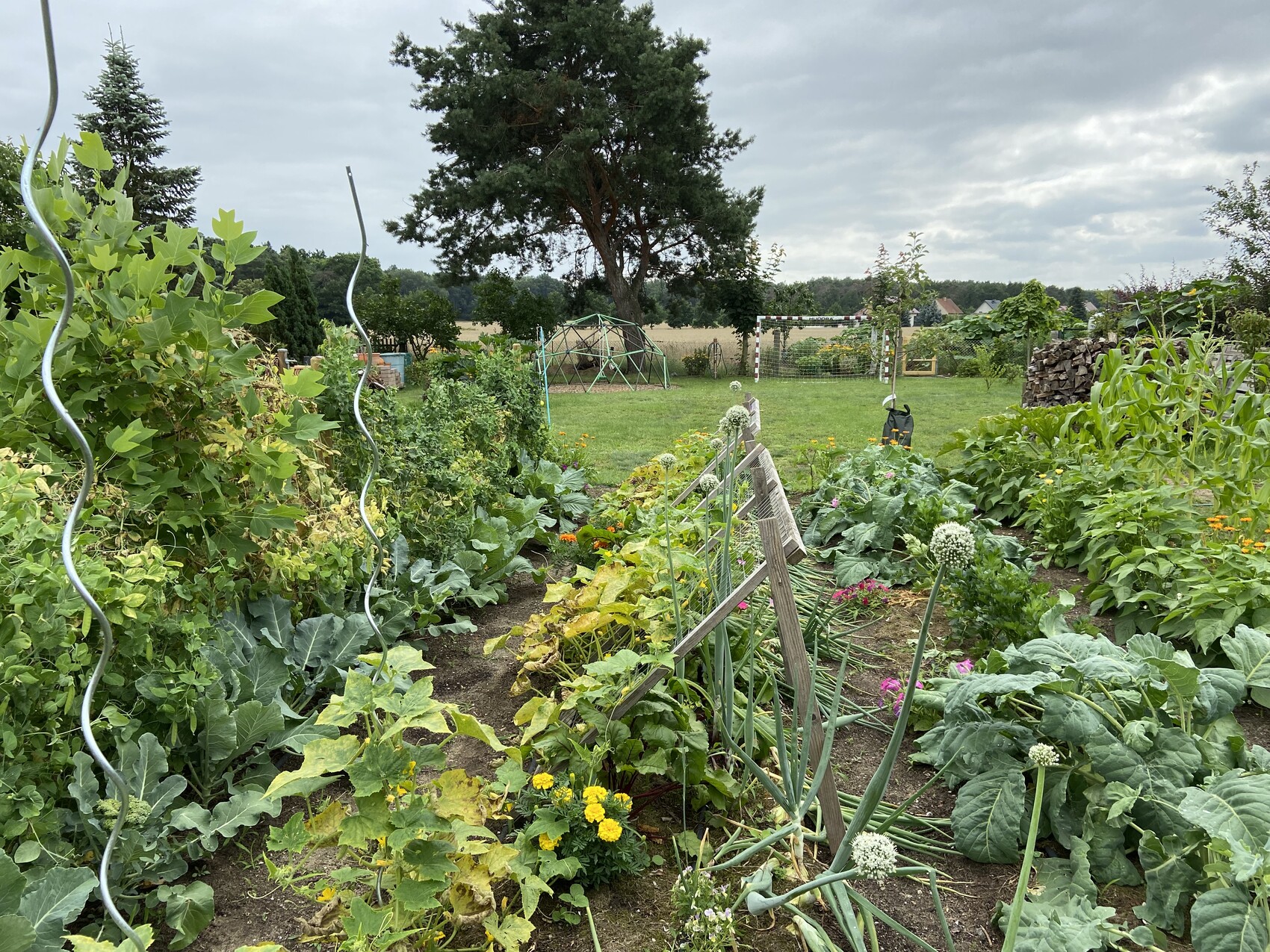 Garten mit Gemüsebeete, Zucchini, Lauch und Alliumblüten; Rankhilfen im Beet.