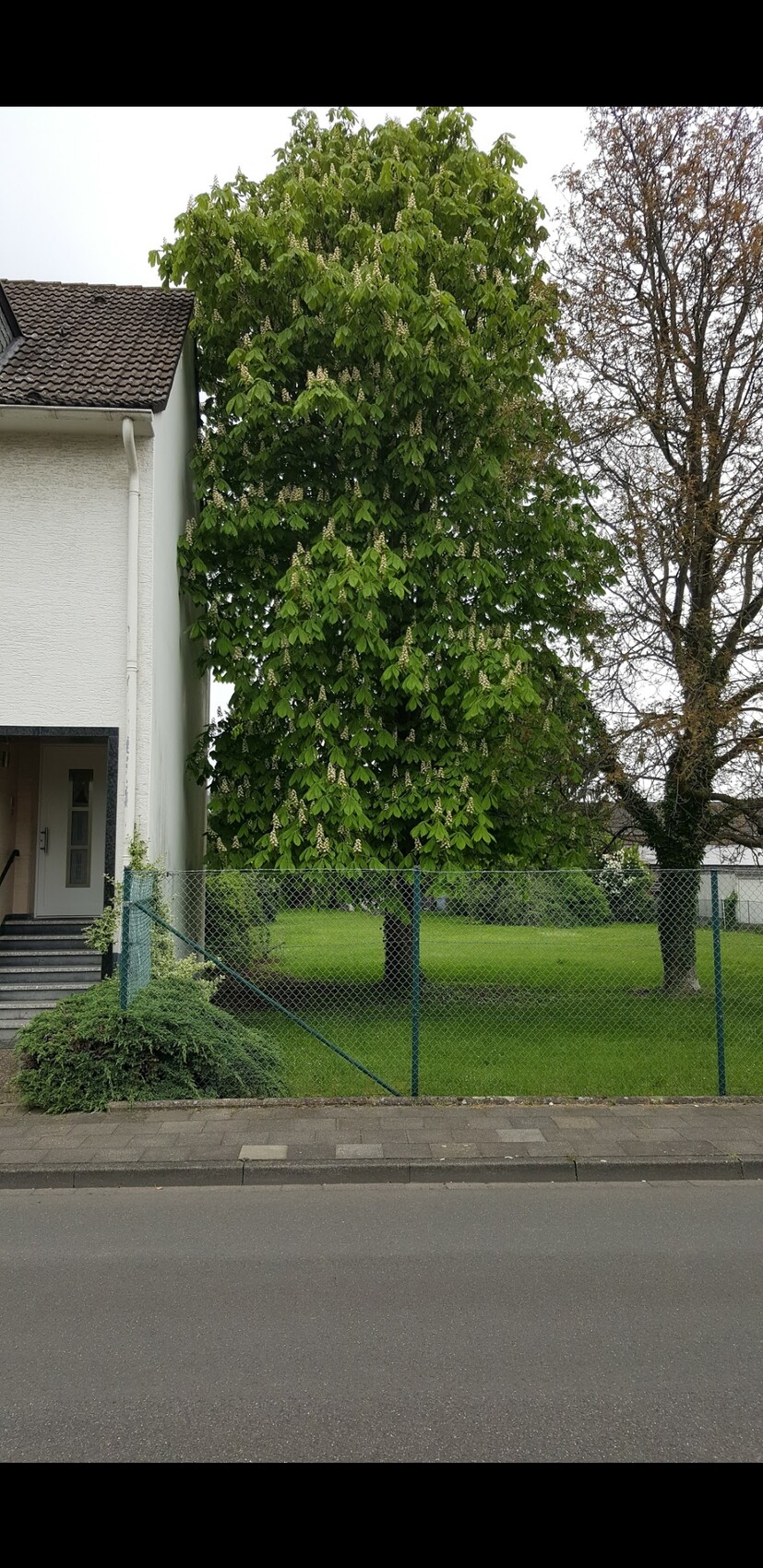 Großer blühender Baum neben einem Wohnhaus, Zaun und Grasfläche am Straßenrand.