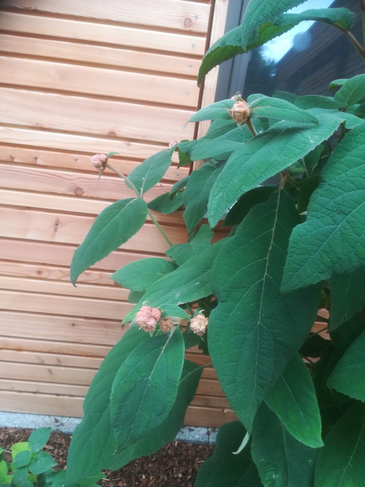 Großer grüner Strauch mit ovalen Blättern und rosa Blütenknospen vor Holzzaun