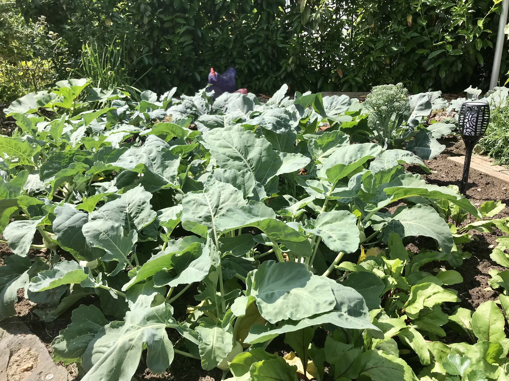 Große Grünkohlblätter wachsen in einem Beet, sonnig; rechts eine Gartenleuchte.