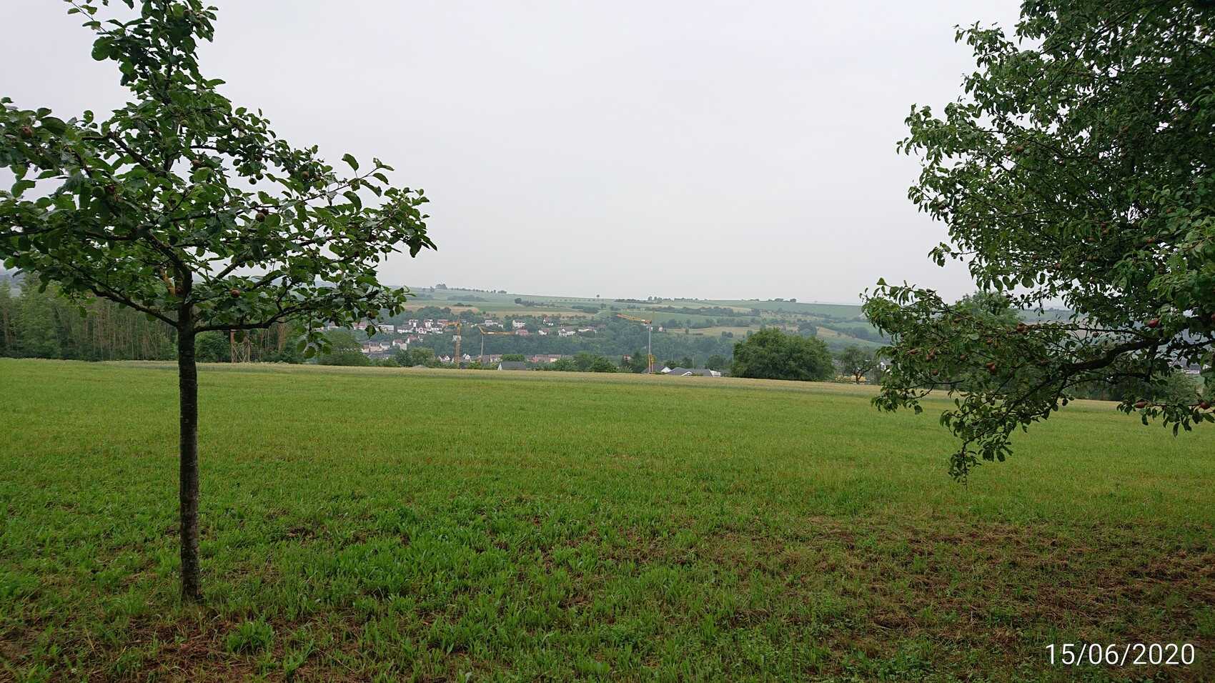 Grünes Feld, zwei Apfelbäume im Vordergrund; Dorf und Baukräne am Horizont.