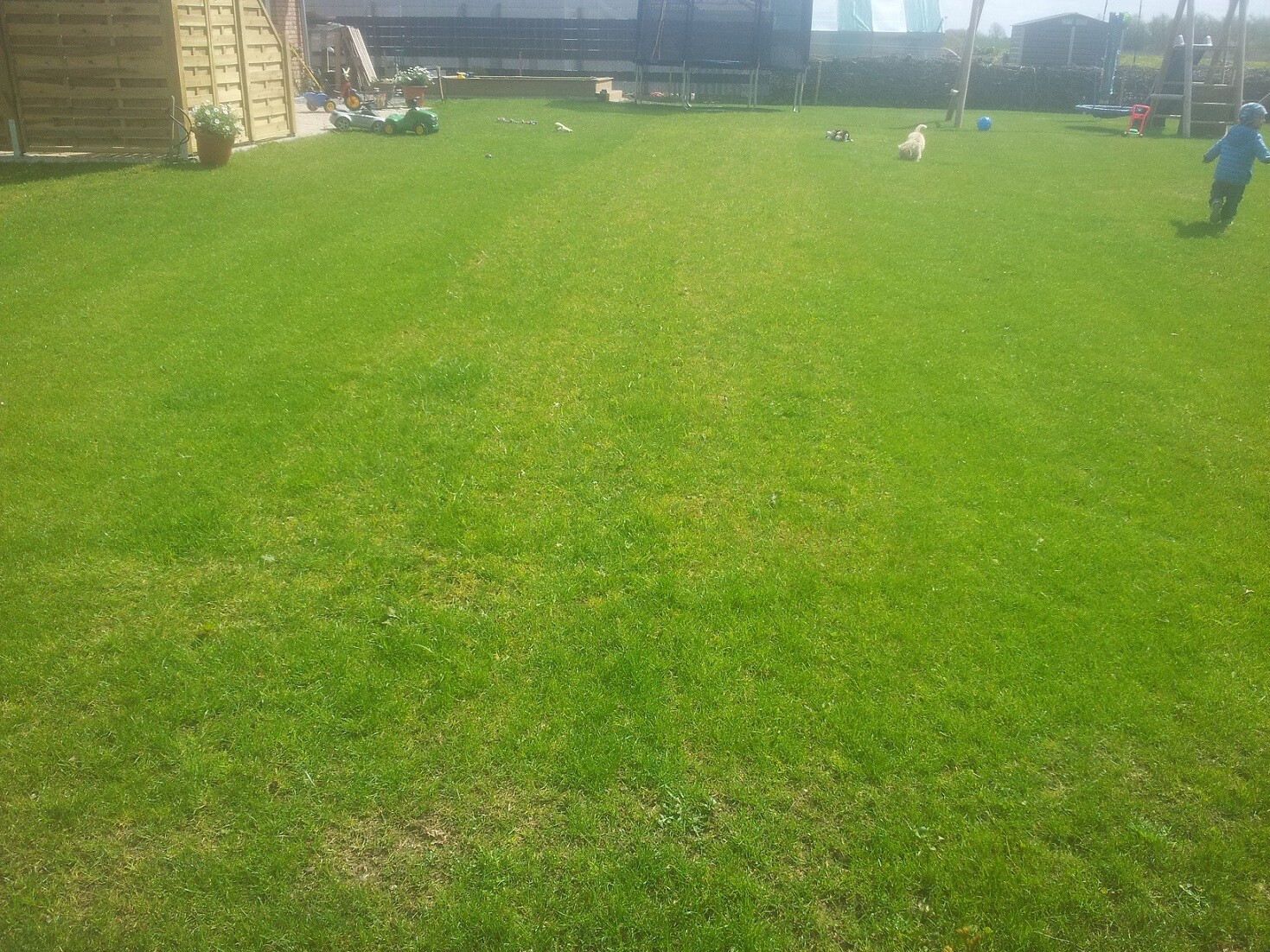 Grosses gruenes gras im Garten mit Spielzeug und Kind im Hintergrund