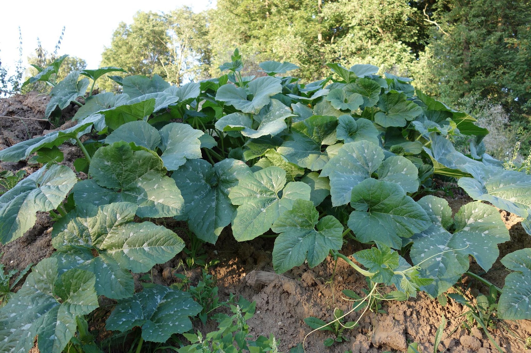 Grosse gruenen Blattpflanzen wachsen in einem Gartenboden