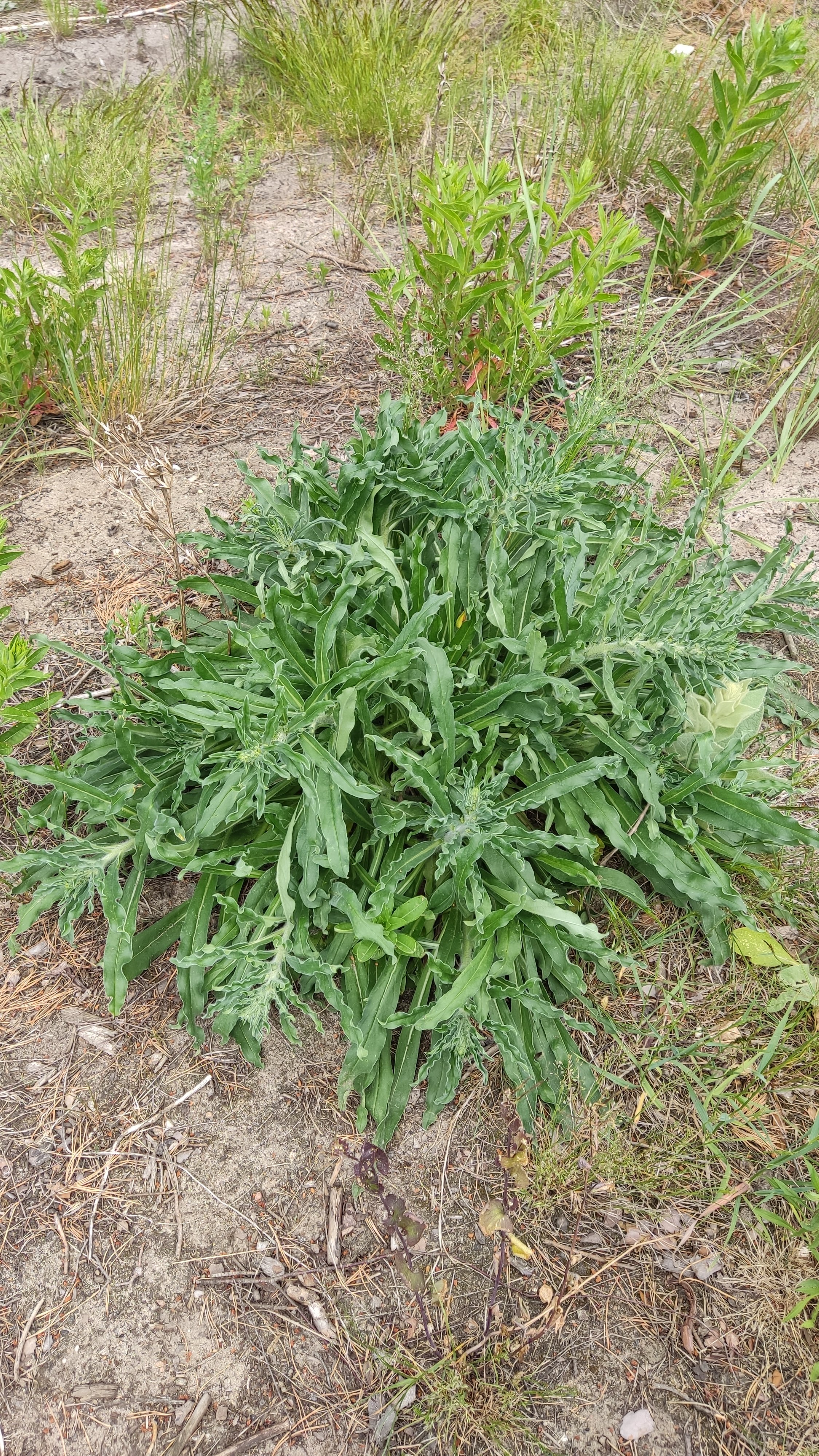grosses-gruenes-wildkraut-im-sandboden.jpg