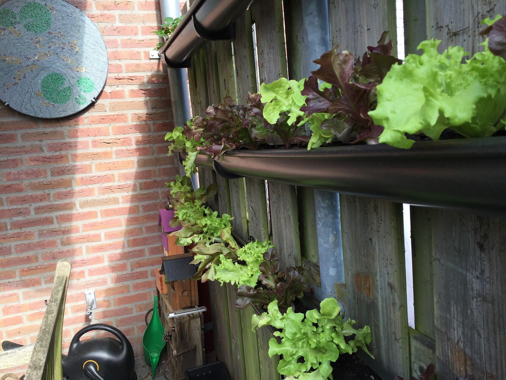 Gartenwand mit schwarzen Pflanzrinnen am Zaun, Salatpflanzen grün und rot.