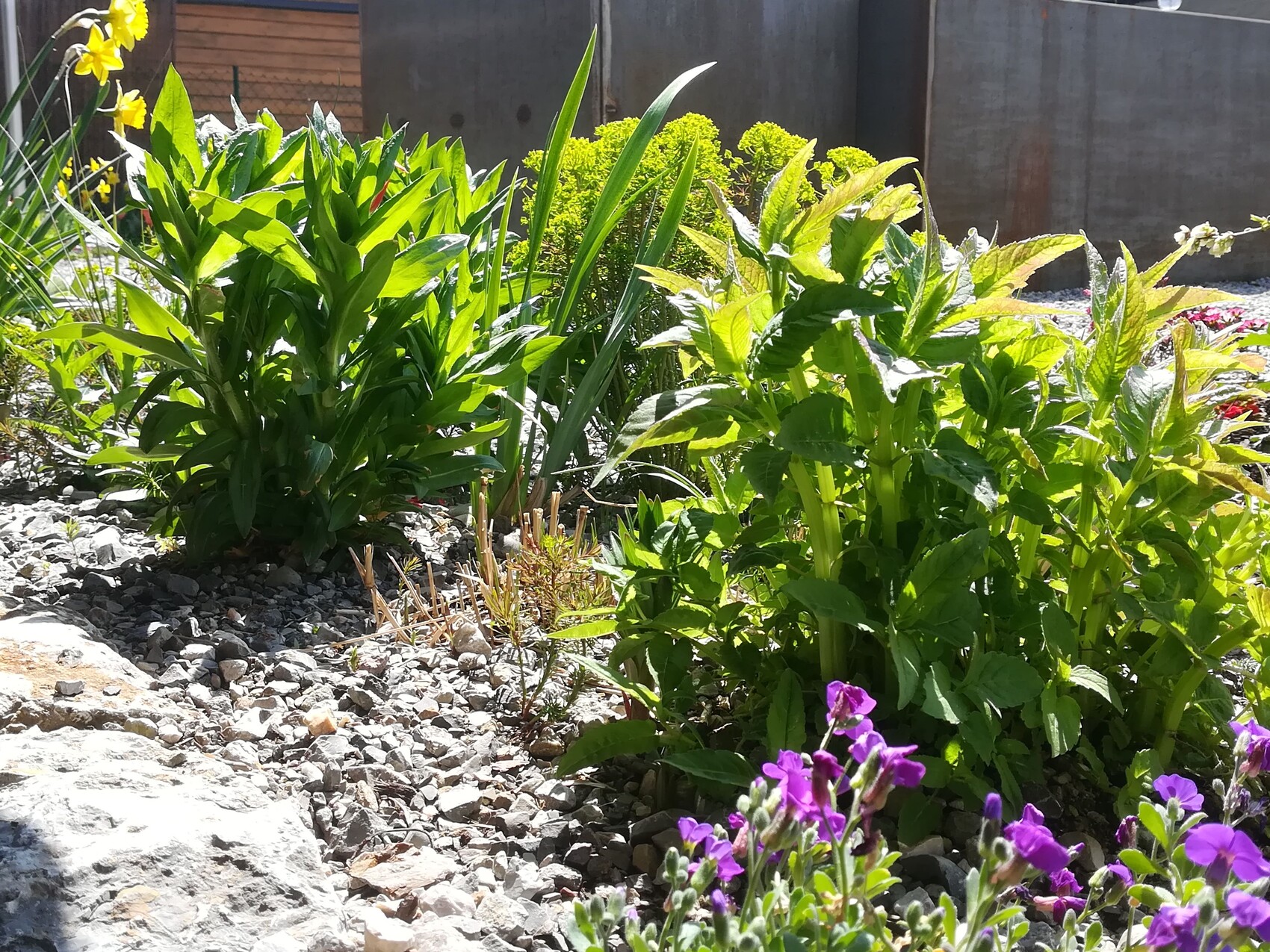 Gartenbeet mit grünen Blättern, lila Blumen vorn, Kieselboden und Zaun im Hintergrund