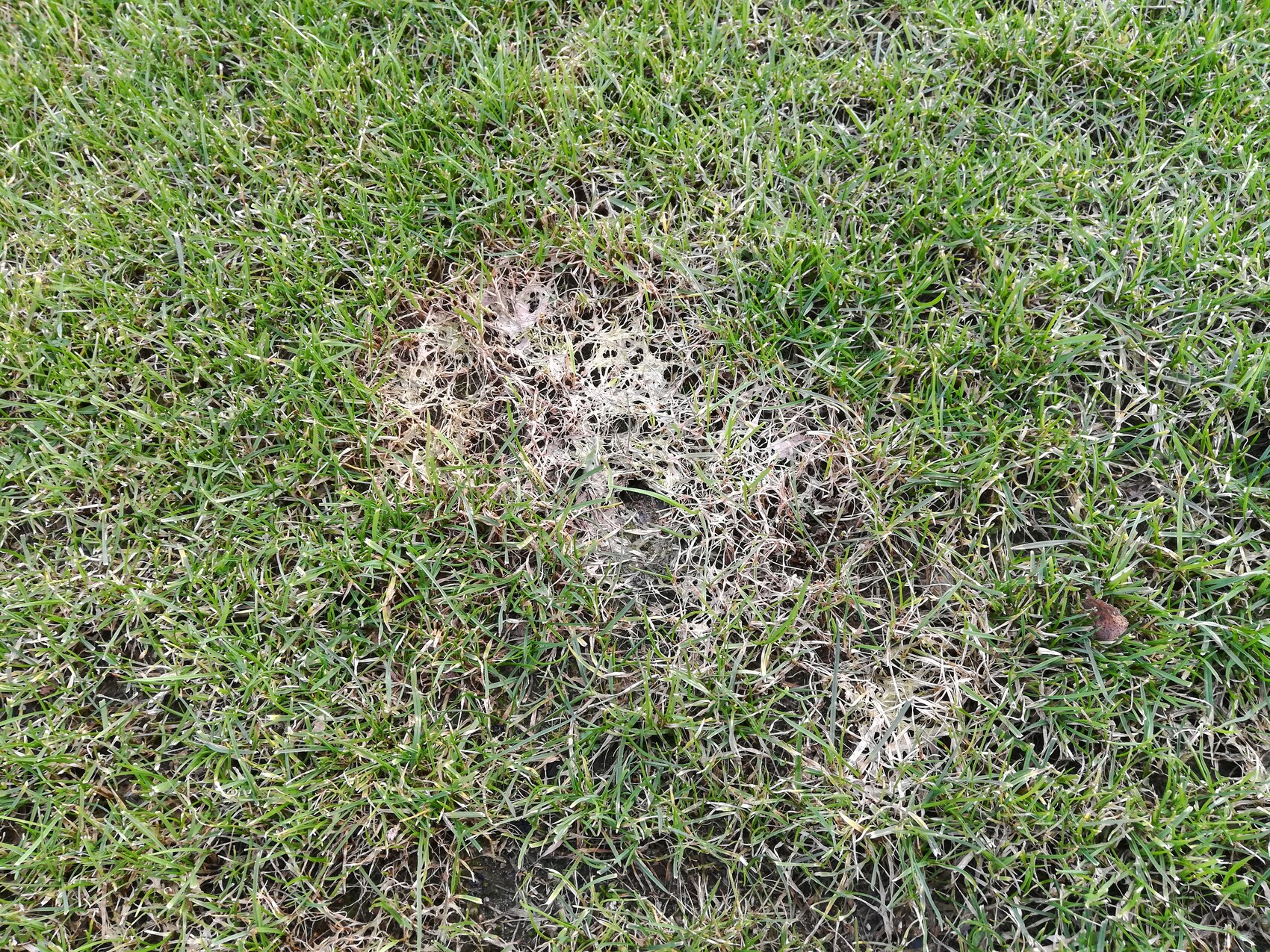 Grasfläche mit kahlen Stellen und trockenen Bereichen im Rasen.