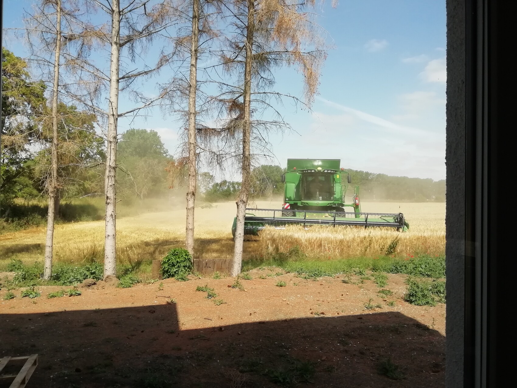 Grüner Mähdrescher erntet Weizenfeld, Staub steigt auf, Baumreihe im Vordergrund, blauer Himmel.