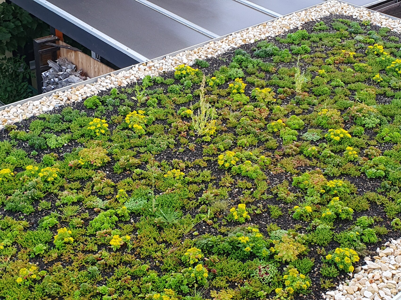 Gründach mit Sedum-Pflanzen, Kiesrand und angrenzender Gebäudestruktur