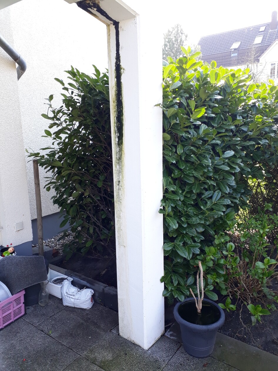 Weiße Säule mit Moosfleck, Terrassenboden links, dahinter grüne Hecke; Topf mit Pflanze vorne.