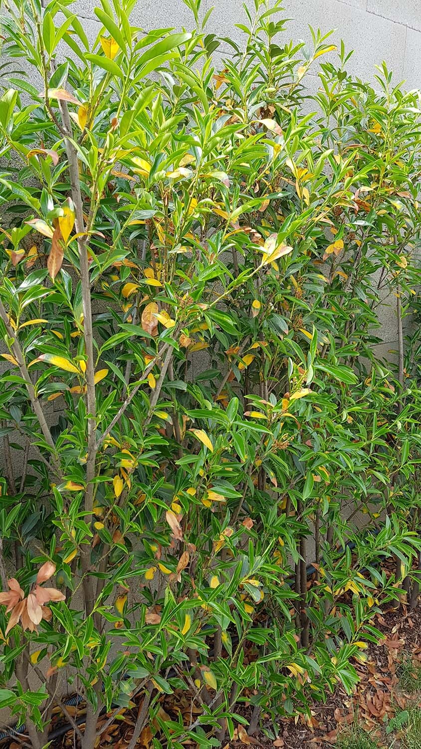 Große grüne Gartenhecke mit gelblich verfaerbten Blättern an einer Steinwand