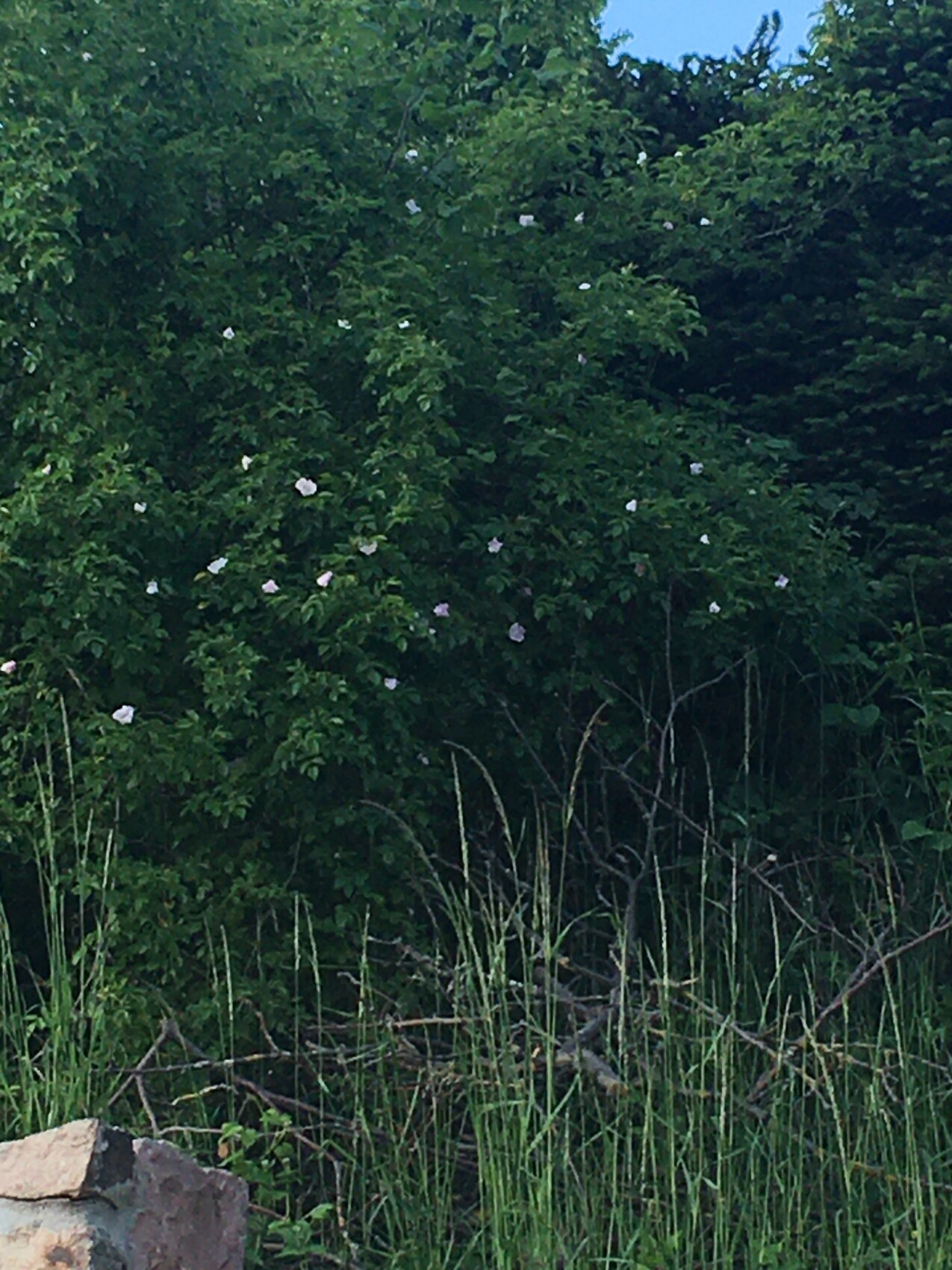 Dichte gruene Hecke im Garten mit weissen Blueten und Gras
