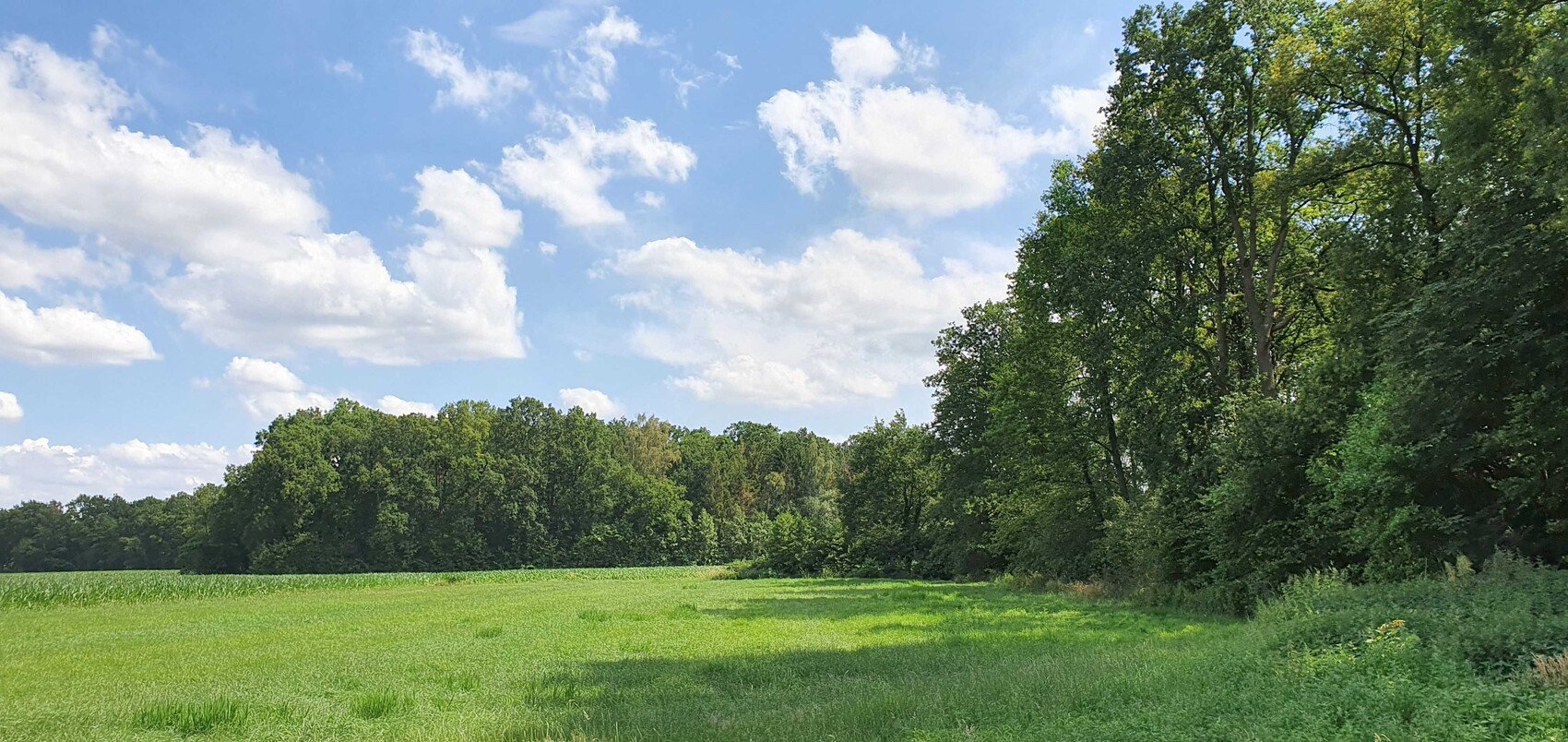 Grünes Feld mit Baumreihe am Rand, Wald rechts, blauer Himmel mit Wolken.